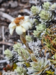Leucogenes leontopodium