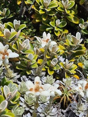 Leucogenes leontopodium