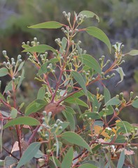 Eucalyptus extrica
