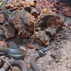 Sibynophis subpunctatus