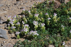 Scutellaria paulsenii