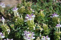 Scutellaria paulsenii