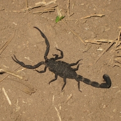 Centruroides limbatus