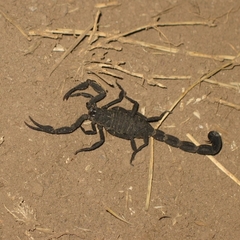 Centruroides limbatus