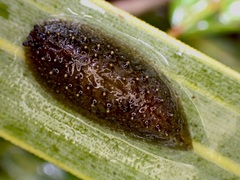 Pseudaneitea