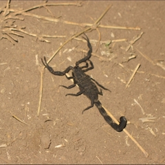 Centruroides limbatus