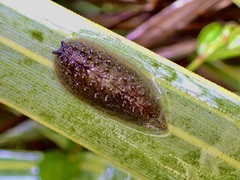 Pseudaneitea