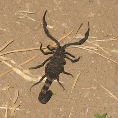 Centruroides limbatus