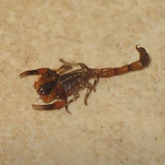 Centruroides limbatus