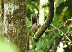 Sciurus pucheranii