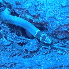 Sibynophis subpunctatus