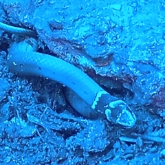 Sibynophis subpunctatus