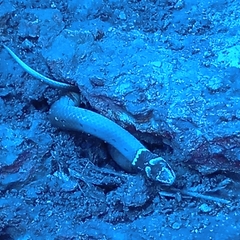 Sibynophis subpunctatus