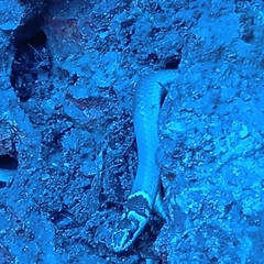 Sibynophis subpunctatus