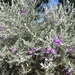 Silky Eremophila - Photo (c) Luis Mata EntSocVic, some rights reserved (CC BY-NC), uploaded by Luis Mata EntSocVic