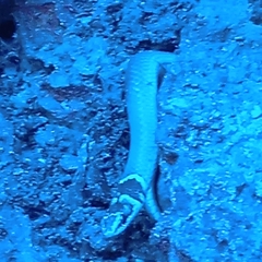 Sibynophis subpunctatus