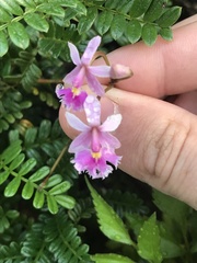 Epidendrum calanthum