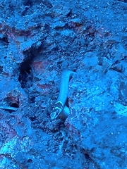 Sibynophis subpunctatus