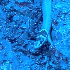 Sibynophis subpunctatus