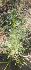 Artemisia scoparia