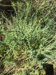 Suaeda australis