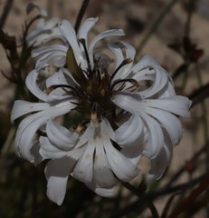 Scaevola globulifera