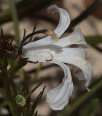 Scaevola globulifera