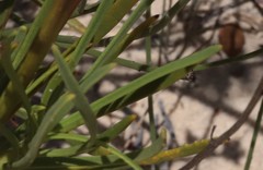 Scaevola globulifera