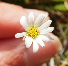 Brachyscome sinclairii