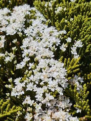 Veronica tetragona subsimilis