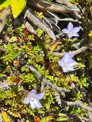 Wahlenbergia pygmaea pygmaea