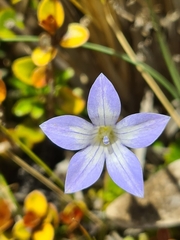 Wahlenbergia pygmaea pygmaea