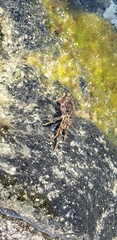 Grapsus tenuicrustatus