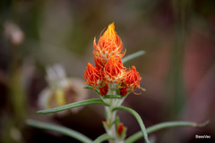 Waitzia acuminata acuminata