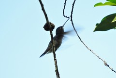 Chlorostilbon melanorhynchus