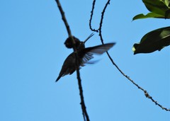 Chlorostilbon melanorhynchus