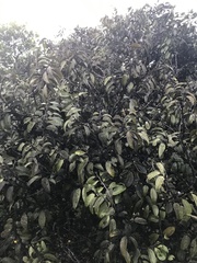 Diospyros sandwicensis