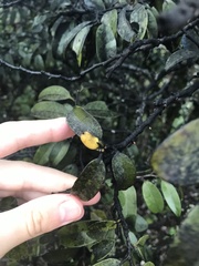 Diospyros sandwicensis