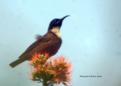 Chalcomitra adelberti