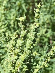 Suaeda australis