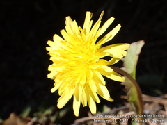 Taraxacum