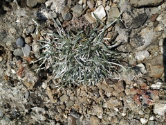 Convolvulus calvertii