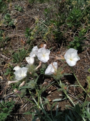 Convolvulus calvertii