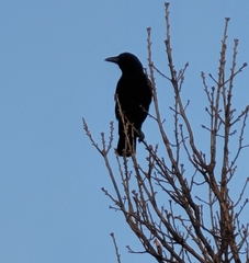 Corvus brachyrhynchos