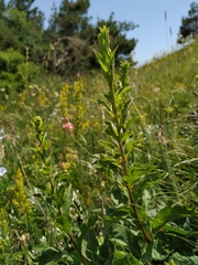Solidago virgaurea taurica