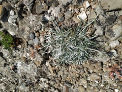 Convolvulus calvertii