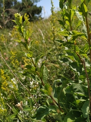 Solidago virgaurea taurica
