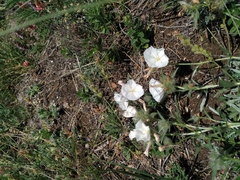 Convolvulus calvertii