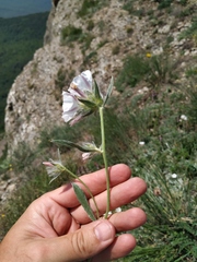 Convolvulus calvertii