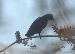 Cinnyris coccinigastrus